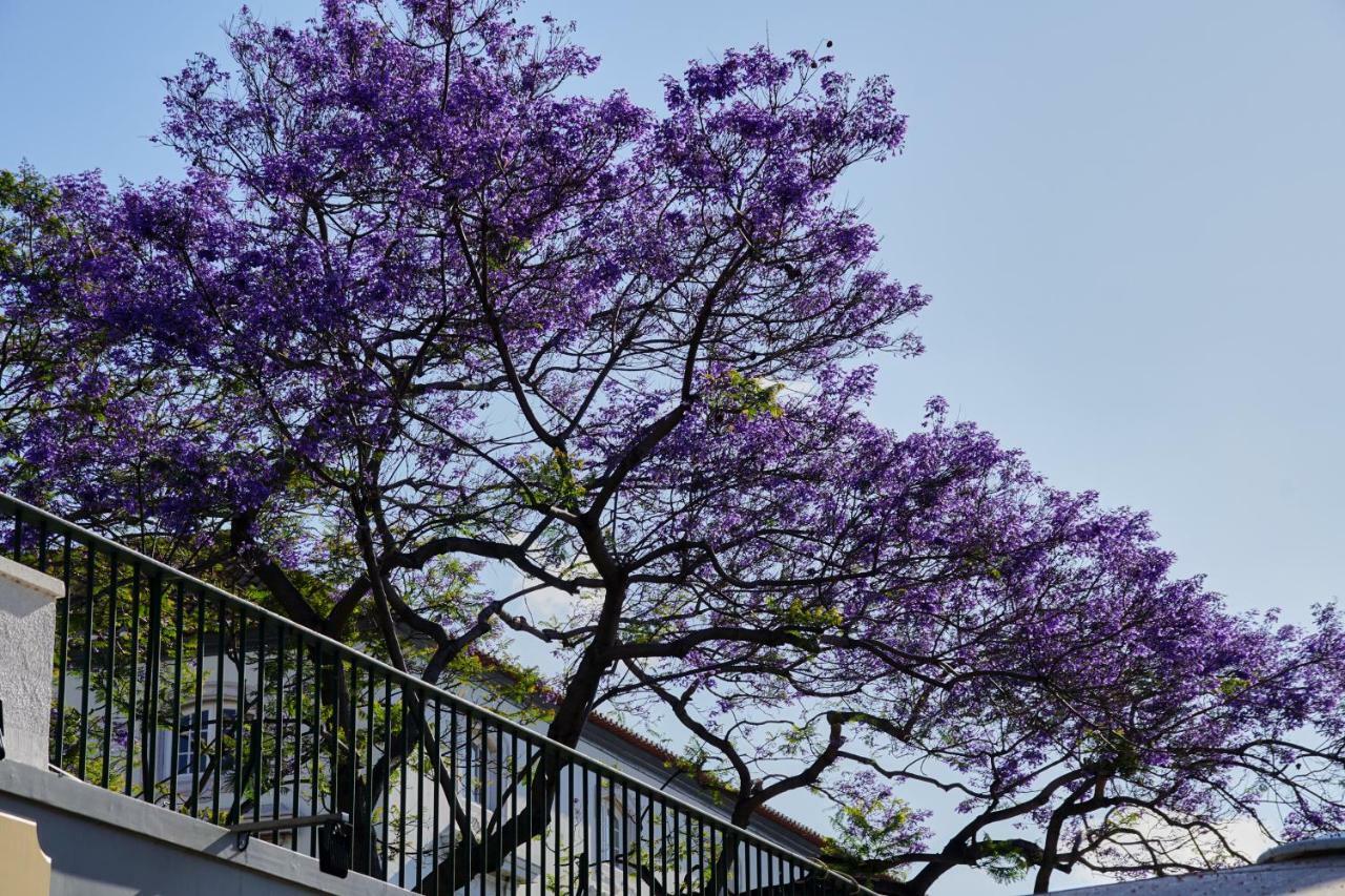 Apartamento Pimenta Funchal Downtown Exterior foto
